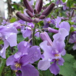 菜の花に似た紫の花　お名前は？