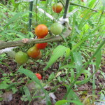 遅植えトマトも実が増えて大きくなってきた！