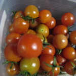 11月も元気なミニトマト！まだまだ収穫できそう！♪