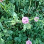 シロツメクサに似た淡いピンクのお花があちこちに！名前はなんていうのかな？