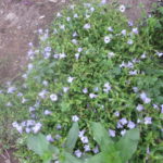 都会のマンションから引っ越そうと思う！