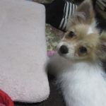 生後5か月目のポメラニアンミックスワンコとの出会い